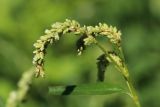 Persicaria scabra. Верхушка веточки с соцветиями. Санкт-Петербург, Кировский р-н, рекультивированный газон внутри жилого квартала. 12.08.2023.