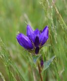 Campanula glomerata. Верхушка растения с расцветающим соцветием. Челябинская обл., Златоустовский гор. округ, национальный парк \"Таганай\" между ур. Майские Поляны и приютом «Гремучий ключ», смешанный лес. 6 июля 2023 г.