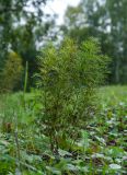 Adonis vernalis