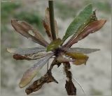 Arabidopsis thaliana. Розетка прикорневых листьев. Чувашия, окр. г. Шумерля, Подвенец. 15 мая 2011 г.