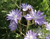 Lactuca tatarica