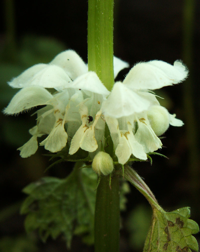 Image of Lamium album specimen.