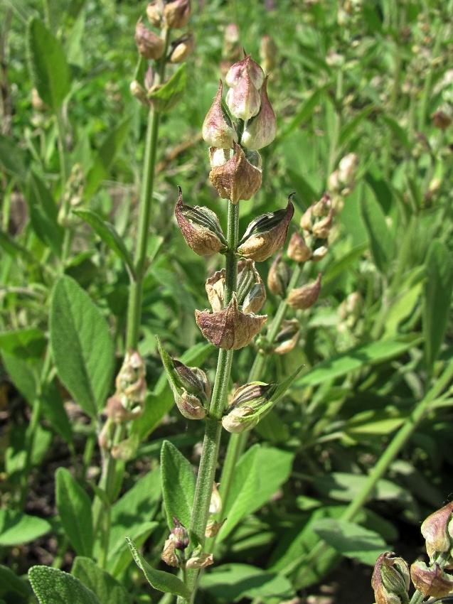 Image of Salvia officinalis specimen.