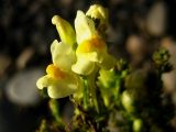 Linaria acutiloba. Цветки. Республика Саха (Якутия), Томпонский р-н, с. Кескил. 06.08.2010.