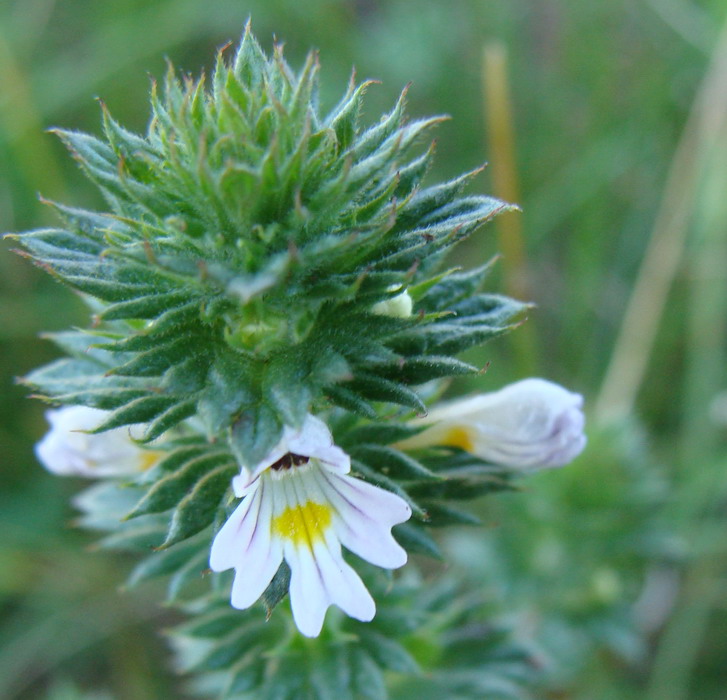 Image of Euphrasia pectinata specimen.