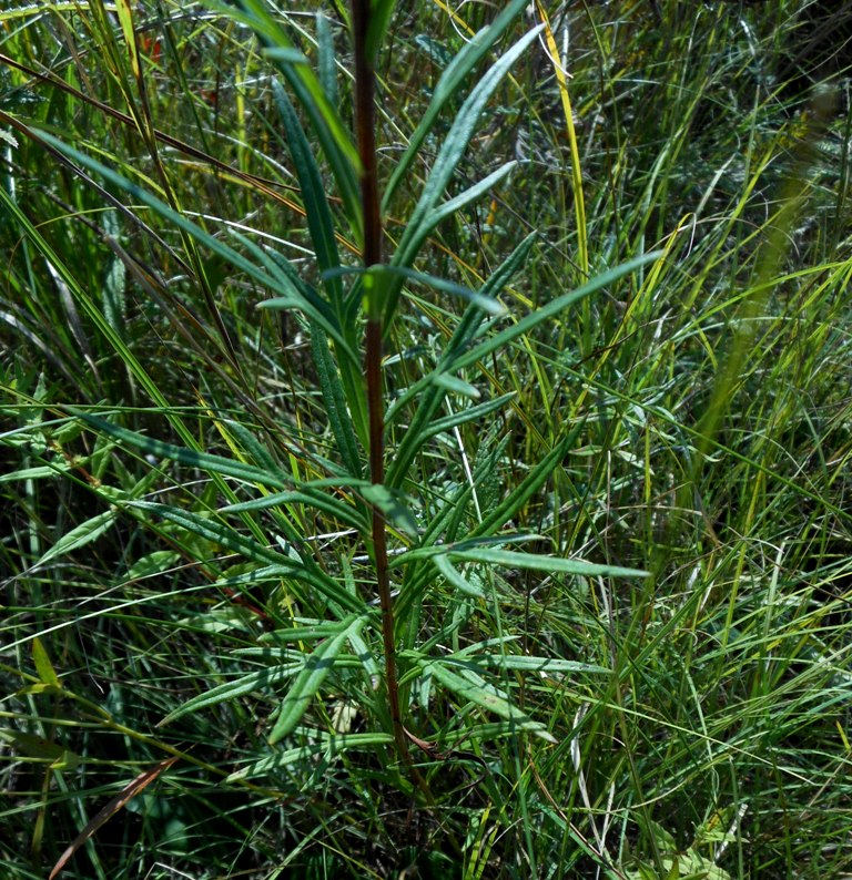 Изображение особи Leucanthemella linearis.