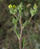 Potentilla pedata. Верхушка цветущего растения. ЮВ Крым, окр. Щебетовки. 20.05.2012.