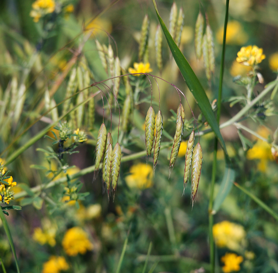 Изображение особи Bromus squarrosus.