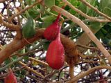 Capparis cartilaginea