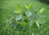 Salix latifolia