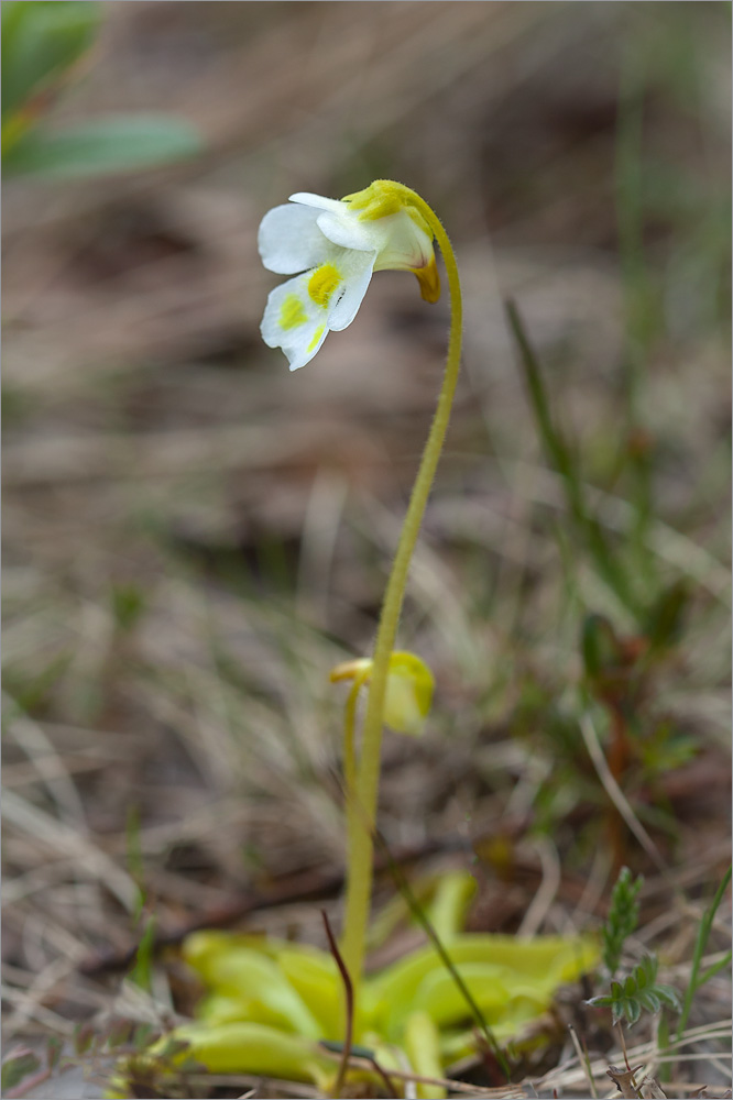 Изображение особи Pinguicula alpina.