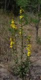 Solidago virgaurea. Цветущее растение. Ростовская обл., Усть-Донецкий р-н, Нижне-Кундрюченский заказник, окр. станицы Усть-Быстрянская, опушка леса на арене (песчаной террасе). 07.09.2012.