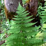 Athyrium filix-femina