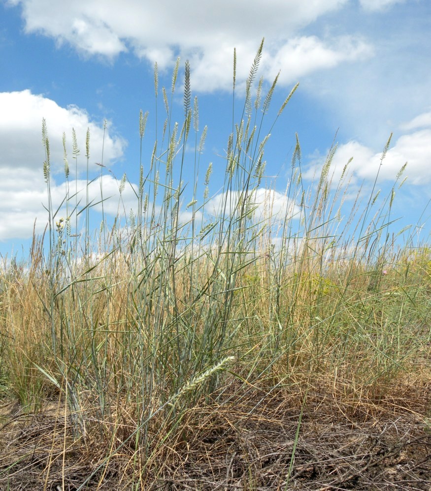 Изображение особи Agropyron dasyanthum.