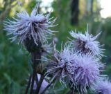 Cirsium setosum