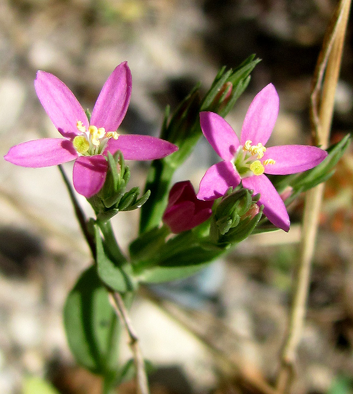 Изображение особи Centaurium spicatum.