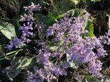 Limonium gmelinii. Цветущее растение (вид сверху). Алтайский край, Центральная Кулунда, юго-восточные окр. оз. Кучукское, урочище \"Плотская Ляга\"; полугидроморфный галофильноразнотравно-злаково-обионовый солончак по северо-восточному борту плоского временного водоёма в мезопонижении. 27 августа 2006 г.