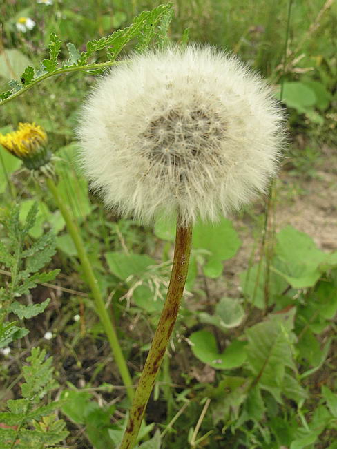 Изображение особи Taraxacum officinale.