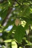 Staphylea trifolia