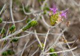 Thymbra capitata. Верхушка веточки с отцветающим соцветием. Греция, Эгейское море, о. Парос, окр. пос. Молос, песчаные дюны, переходящие в скалистый берег моря. 16.12.2015.