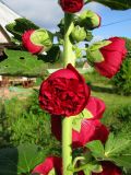 Alcea rosea