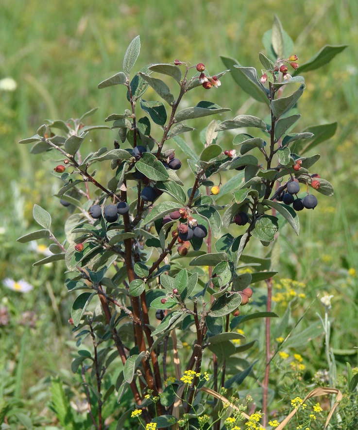 Изображение особи Cotoneaster melanocarpus.