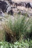 Juncus inflexus