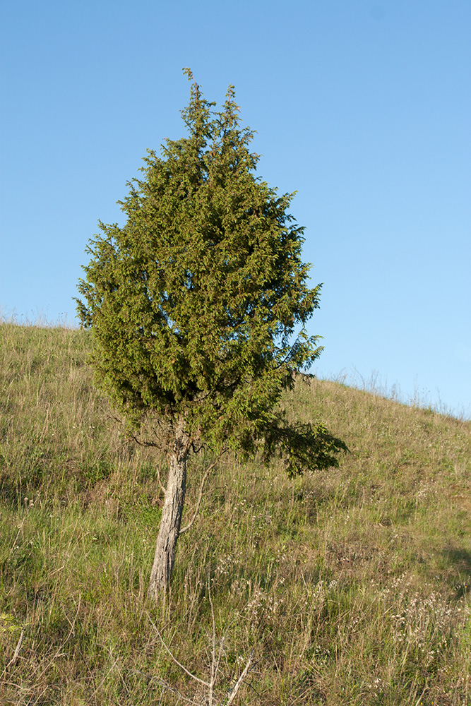 Изображение особи Juniperus communis.