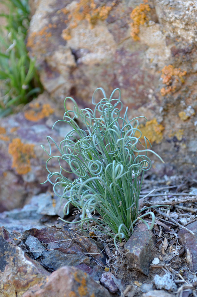 Изображение особи Allium setifolium.