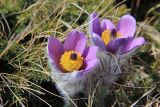 Pulsatilla taurica