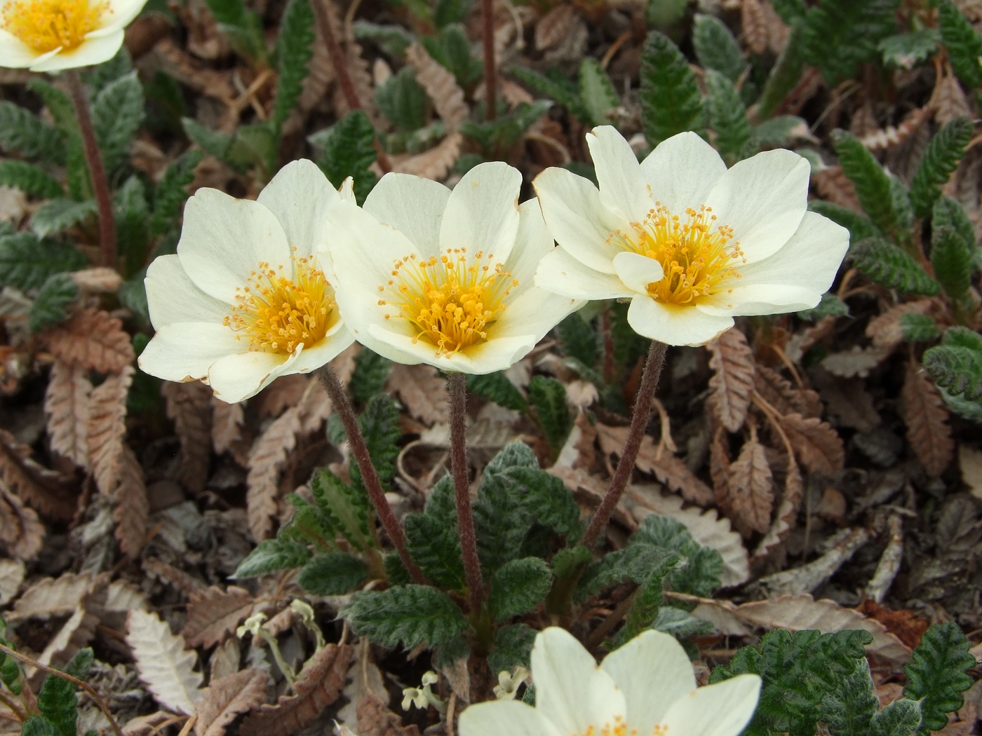 Изображение особи Dryas ajanensis.