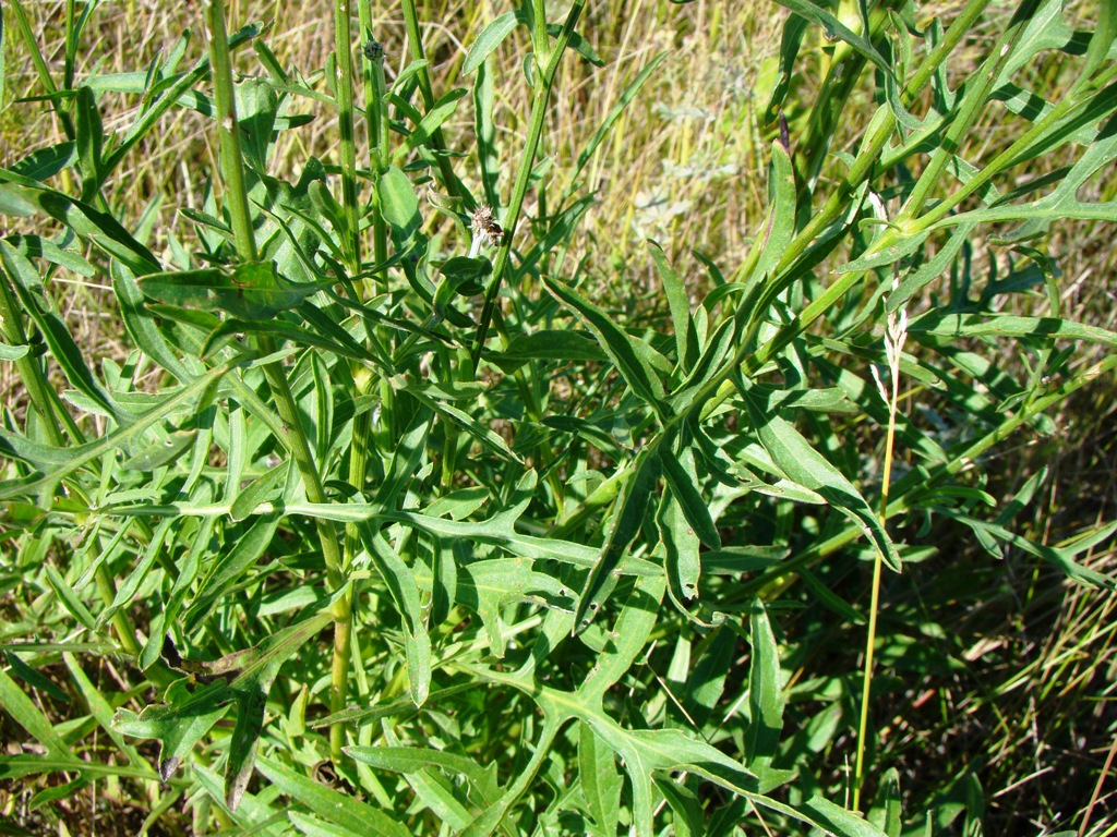 Изображение особи Centaurea scabiosa.