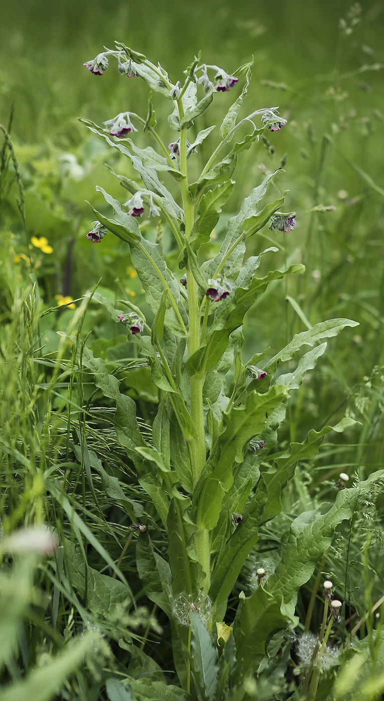 Изображение особи Cynoglossum officinale.