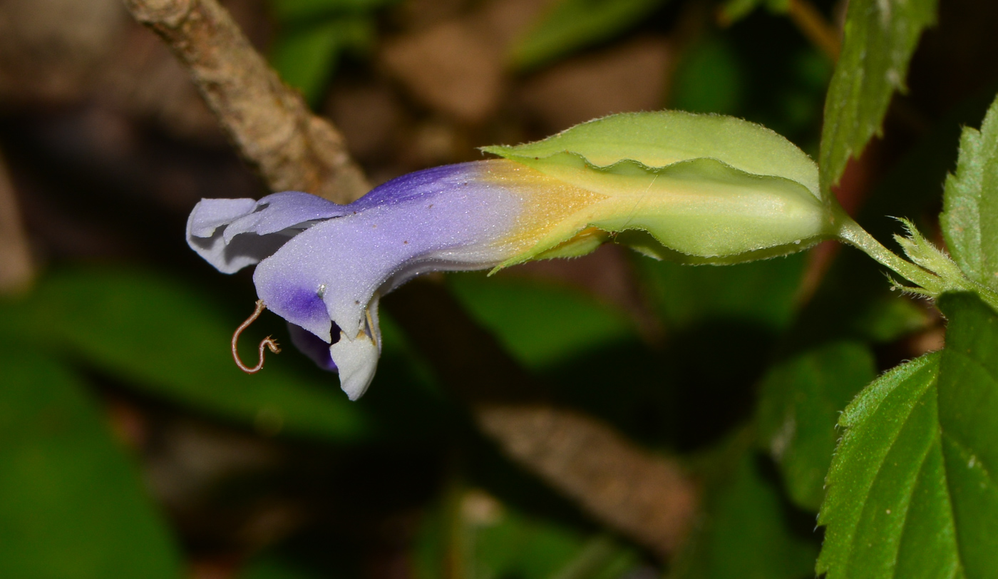 Изображение особи Torenia violacea.