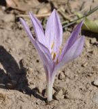 Colchicum chalcedonicum