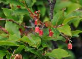 Vaccinium arctostaphylos. Часть побега с ветви. Адыгея, Фишт-Оштеновский массив, перевал Черкесский, ≈ 1800 м н.у.м., субальпийский луг. 07.07.2017.