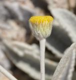 Inula methanaea