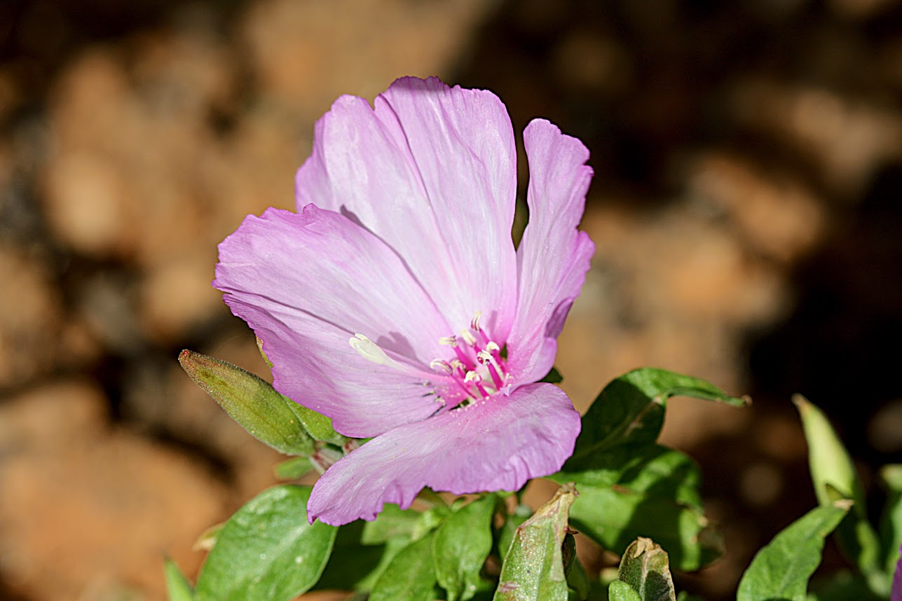 Изображение особи Clarkia amoena.