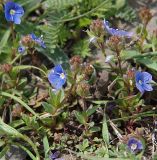 Veronica vendettadeae