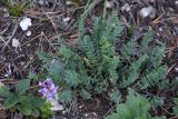 Oxytropis coerulea