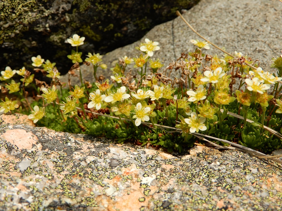 Изображение особи Saxifraga terektensis.