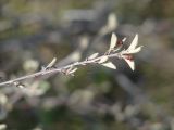 Cotoneaster melanocarpus