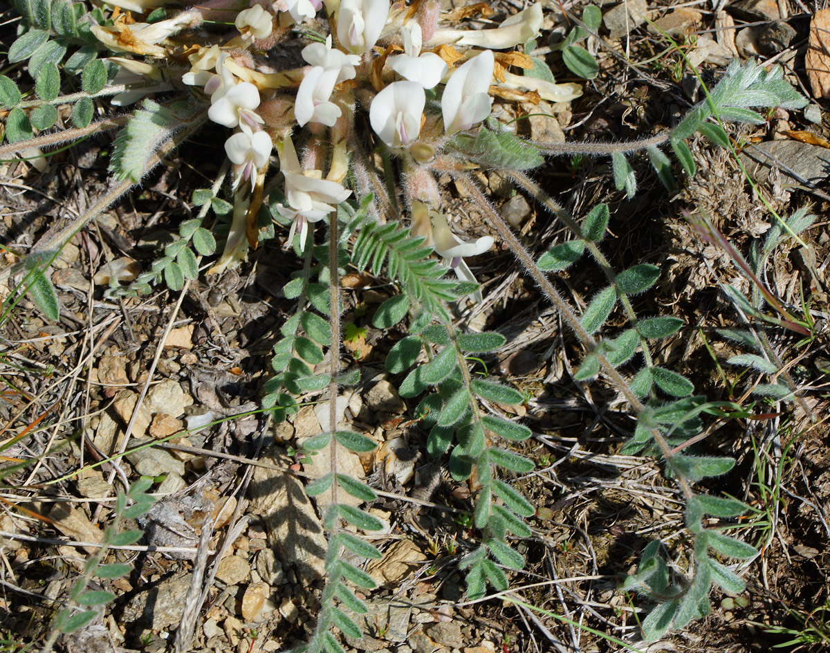 Изображение особи Astragalus testiculatus.