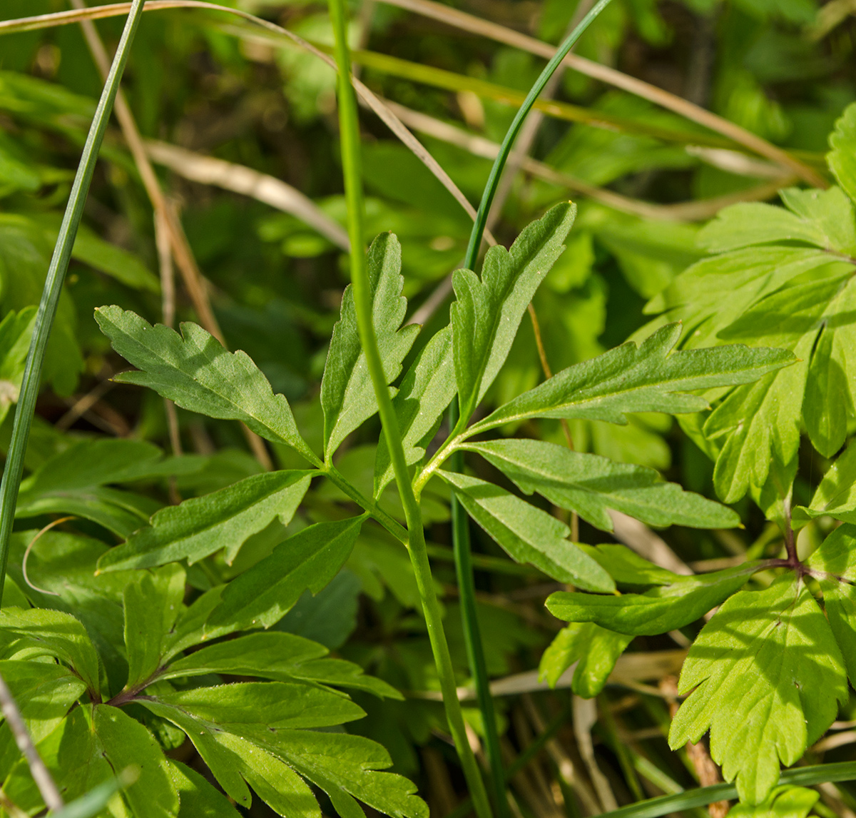 Изображение особи Cardamine trifida.