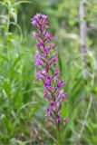 Orchis militaris. Отцветающее соцветие. Ленинградская обл., Волосовский р-н, окр. дер. Донцо, берег озера, разнотравно-злаковая луговина в молодом мелколиственном лесу. 16.06.2019.