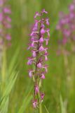 Anacamptis подвид dielsiana