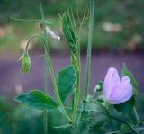 Lathyrus odoratus