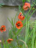 Papaver stevenianum