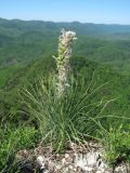 Asphodeline taurica. Отцветающее растение. Краснодарский край, Абинский р-н, хр. Папай, каменистое место. 14.05.2020.