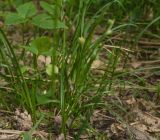 Phleum pratense